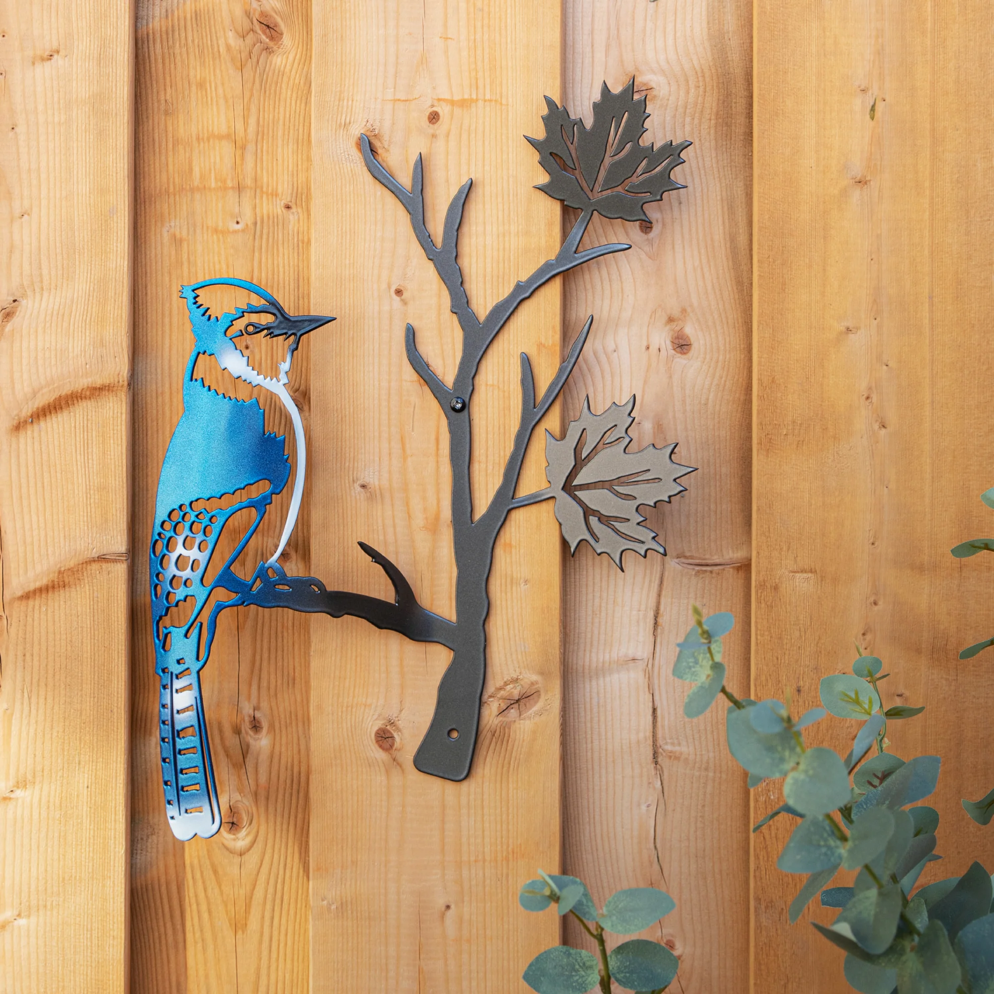 Blue Jay perched on a maple leaf branch - Image 3